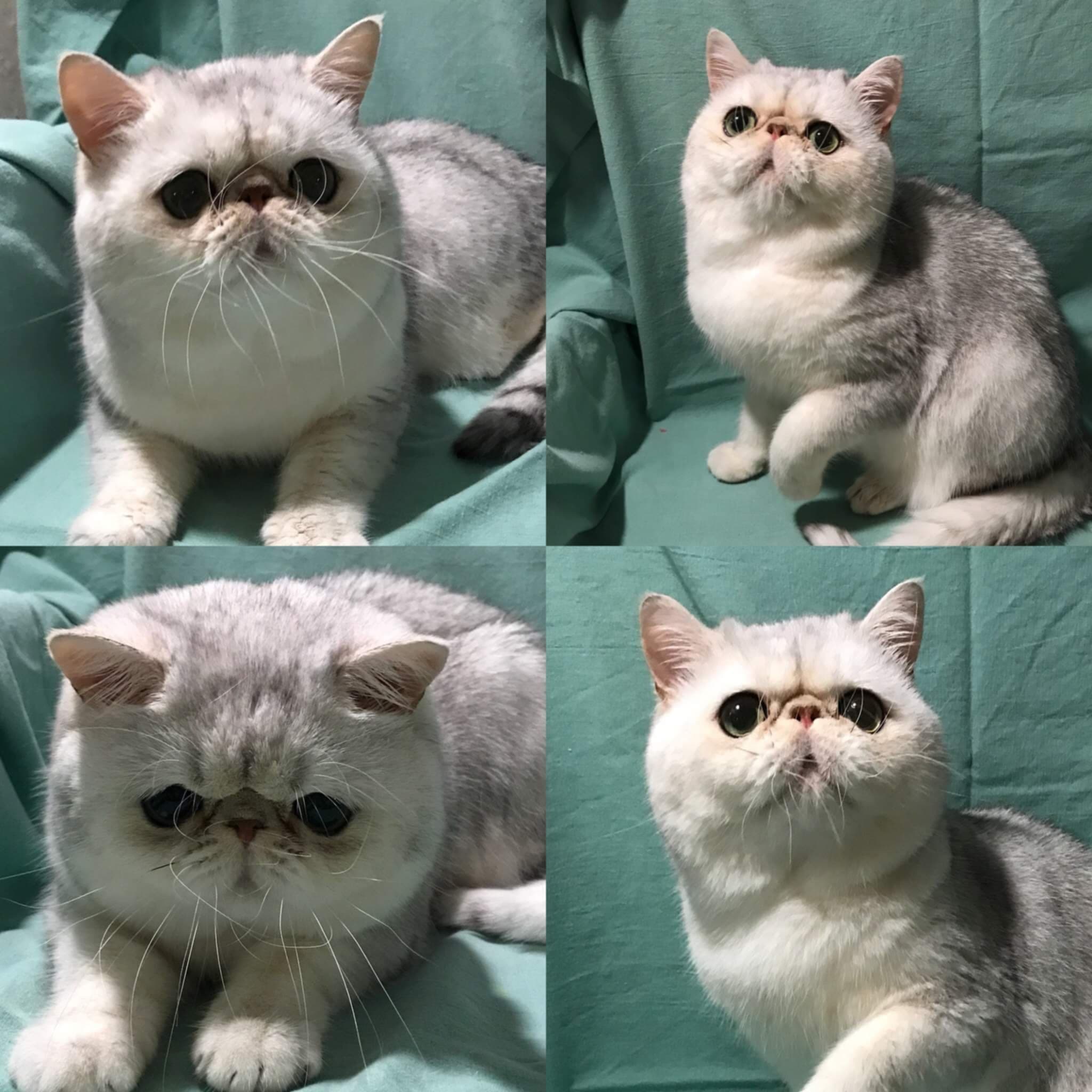 DK*Kesanacat's Perfect Love