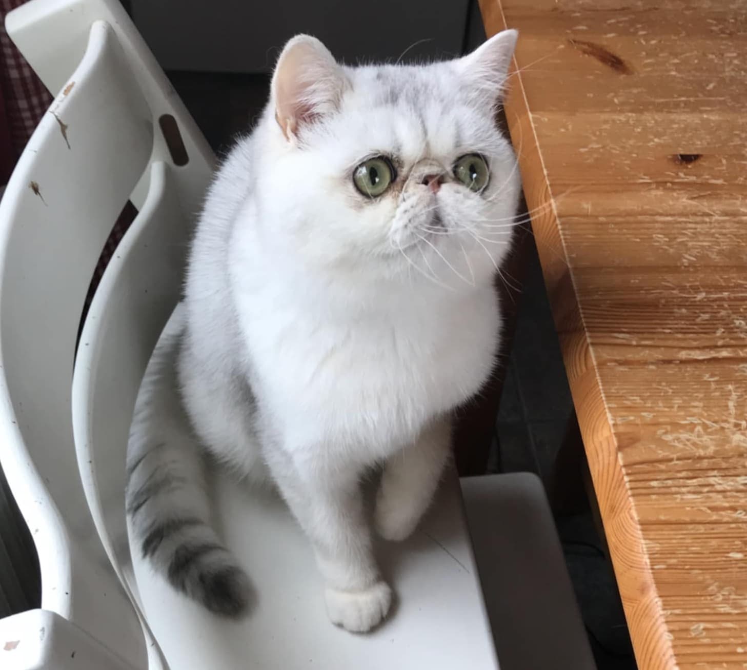 DK*Kesanacat's Perfect Love
