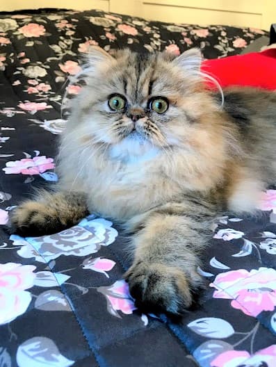 Awesome Arya