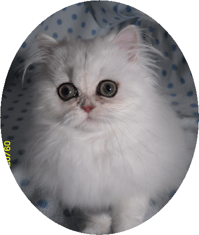 Baby Bibbi