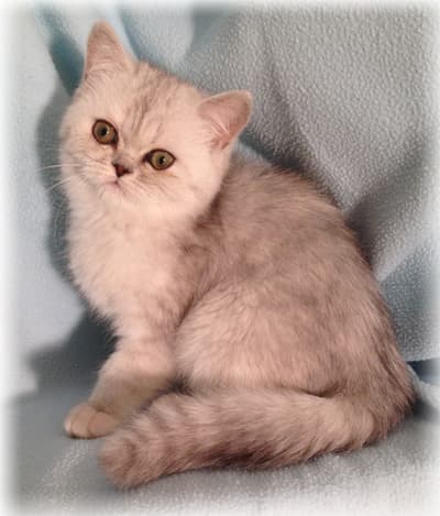 Babyish B'Elanna