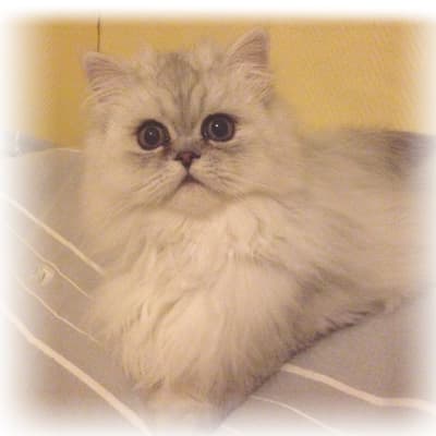Beautiful Baltazar