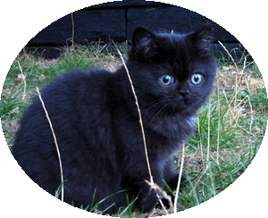 Big Black Billy