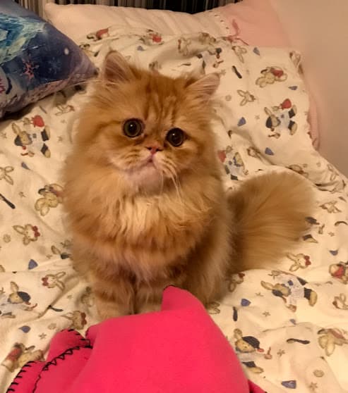 Chubby Chase