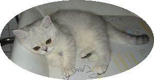 Fuzzy Findus
