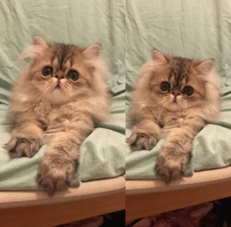 Handsome Hercules