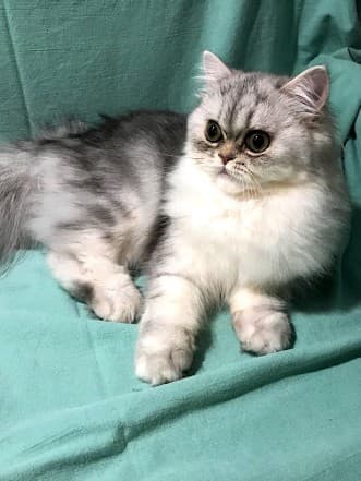 Leaping Luna