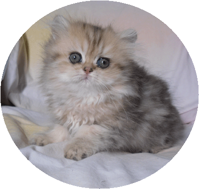 Magnificent Mimmi