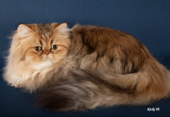 Majestic Mystique