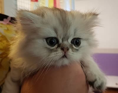 Mighty Macy
