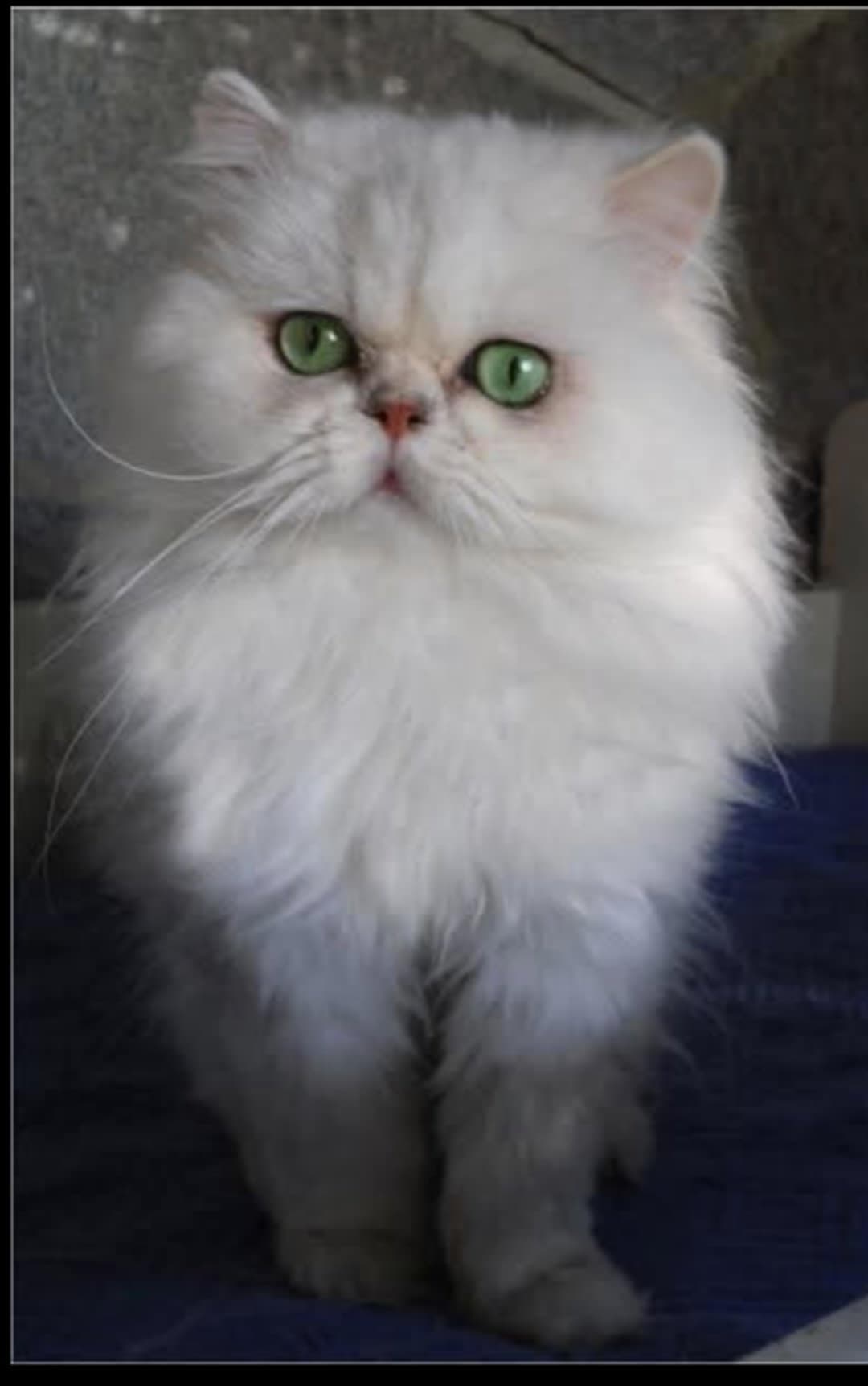 Neelix