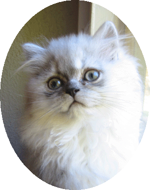 Noisy Nilla