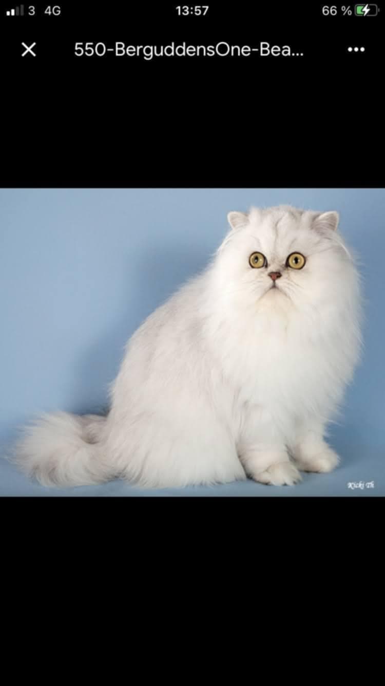 One Beautiful Cat