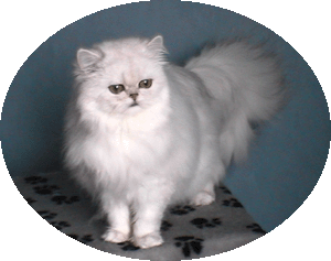 Silver Xeena