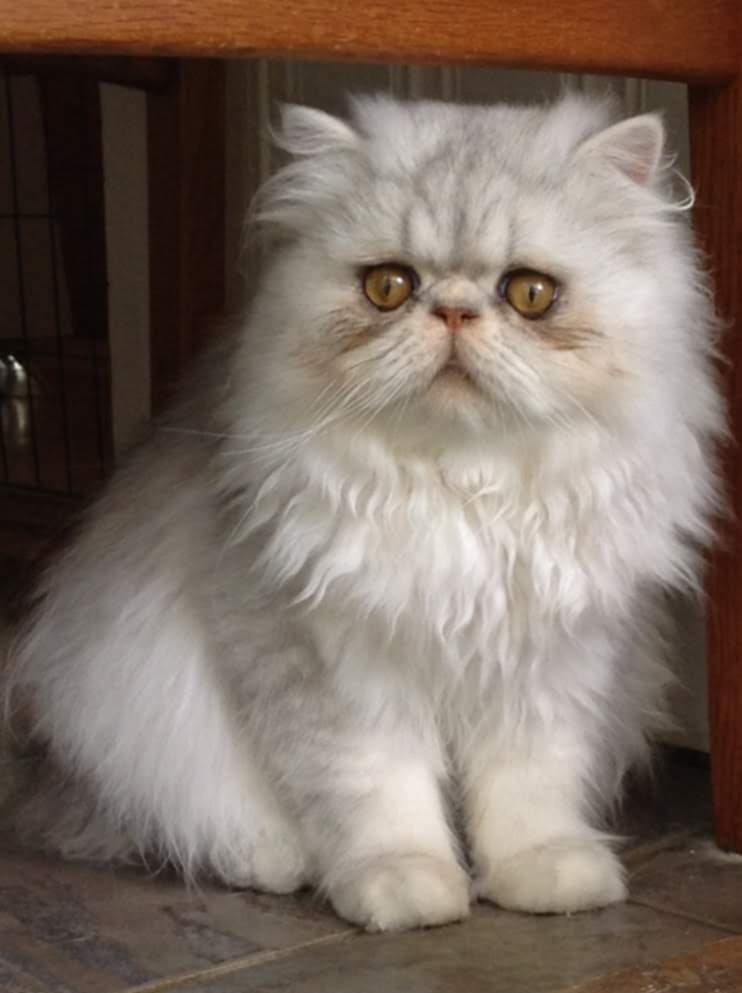 Sugarsweet Sulu