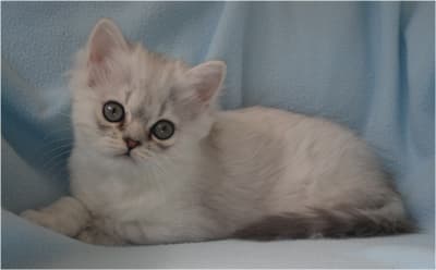 Sweet Selma