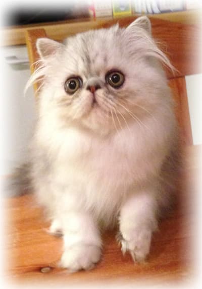 Tabby Tucker