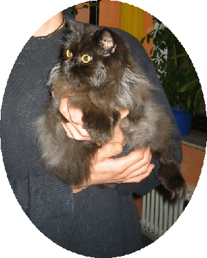 Tender Tessie