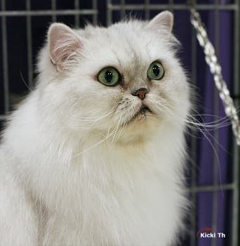 Katt från Bergudden's